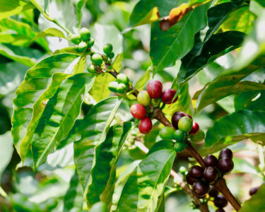 berries on green leaf tree